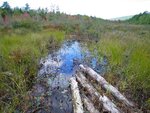Debris Jam Crossing, Granger Pond, Denmark, Maine