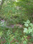 Culvert Crossing at Kansas Rd., Bridgton, Maine