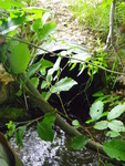 Culvert Crossing at Pendexter Rd, Porter, Maine