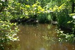 Culvert Crossing at Puddledock Road, Charleston, Maine