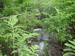 Culvert Crossing at River Road, Abbot, Maine