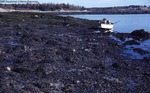 Mussels Blanketing Flander's Bay Flats