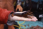 Lobster Violation by Maine Department of Sea and Shore Fisheries