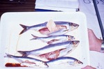 Spawn Herring by Maine Department of Sea and Shore Fisheries