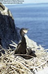 Colt Head Island Cormorants