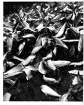 Alewives, Royal River Rushway, 1974 by Maine Department of Sea and Shore Fisheries