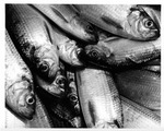 Alewives, Royal River Rushway, 1974 by Maine Department of Sea and Shore Fisheries