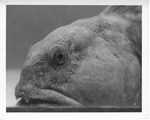 McKown Point Aquarium - Wolf Fish by Maine Department of Sea and Shore Fisheries