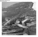 Smoked Herring by Maine Department of Marine Resources
