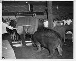 Eastern States Exposition 1960-1965 - Elephant and Hippo by Maine Department of Sea and Shore Fisheries