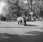 Eastern States Exposition 1960-1965 - Hippo on Parade