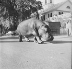 Eastern States Exposition 1960-1965 - Hippo on Parade by Maine Department of Sea and Shore Fisheries