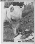 Eastern States Exposition 1960-1965 - Camel and Lobster by Maine Department of Sea and Shore Fisheries