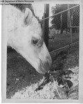 Eastern States Exposition 1960-1965 - Camel and Lobster by Maine Department of Sea and Shore Fisheries