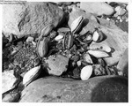 Clams And Diggers 1977 - Clam Kill From Oil Spill When Japanese Frigate Grounded At Searsport 1977 by Maine Department of Sea and Shore Fisheries