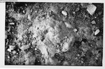 Clams - Clam Flat Geology Yarmouth Island January, 1949