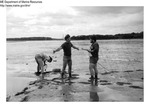 Harvesting Clams on the Mud Flats of Maine