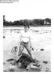 Harvesting Clams on the Mud Flats of Maine