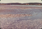 1979 in Maine: a Fish Die Off
