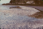 1979 in Maine: a Fish Die Off
