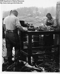 Injecting Dogfish with Colored Latex by Maine Department of Sea and Shore Fisheries and Ward's Natural Science Establishment INC. Rochester 9, NY