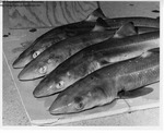 Spiny Dogfish by Maine Department of Sea and Shore Fisheries and Ward's Natural Science Establishment INC. Rochester 9, NY