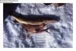 Fish, Kaler Pond, Waldoboro, February, 21, 1987