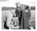 Andromous Fish Sampling Surveying with Lou Flass and Jack Brown by way of Otter Trawling on the Kenneback River, October 1970 by Maine Department of Marine Resouces