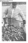 American Oysters (Aquaculture)