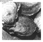 American Oysters (Aquaculture) by Department of Sea and Shores Fisheries
