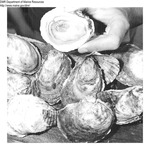 American Oysters (Aquaculture) by Department of Sea and Shores Fisheries