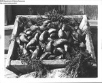 Blue Mussels by Department of Sea and Shores Fisheries