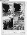 Orr's Island Dogfish Processing, 1956