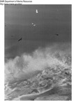 Gulls Flying Over Surf by Department of Sea and Shores Fisheries