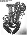 Lobster by Maine Department of Marine Resouces