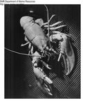 Lobster by Maine Department of Marine Resouces