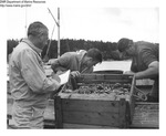 Green and Rock Crabs by Maine Department of Marine Resouces