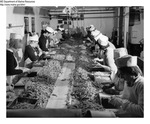 Shrimp Processing - Workers at Mid-Central Fish Company in Portland, Maine by Maine Department of Marine Resouces