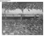 Shrimp Processing - Shrimp on Conveyor at Stinson Processing Plant in Portland, Maine by Maine Department of Marine Resouces