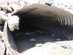 MCP Site 626 - Elliptical Culvert, Mill Cove, Harpswell, Maine