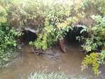 MCP Site 1256 - Round Culvert, Unspecified Waterbody, Brooksville, Maine