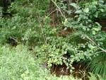 MCP Site 1271 - Round Culvert, Fish Creek, Deer Isle, Maine