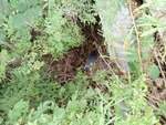 MCP Site 1286 - Round Culvert, Unspecified Waterbody, Blue Hill, Maine