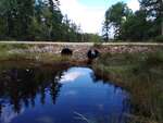 MCP Site 1702 - Culvert, Timber Cove, Harrington, Maine