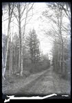 Empire Grove 08: Wood-lined Dirt Road, East Poland, ca. 1911