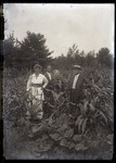 Empire Grove 11: Group of Four People in a Cornfield, East Poland, ca. 1911