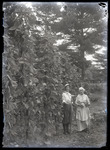 Empire Grove 33: Two Women Posing by Bean Stalks, East Poland, ca. 1911