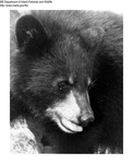 Bears by Maine Department of Inland Fisheries and Game