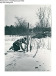 Beaver by Maine Department of Inland Fisheries and Game