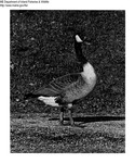 Canada Geese by Maine Department of Inland Fisheries and Game